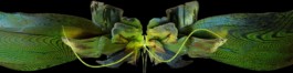 artwory by sms3d for afterlife and tale of us and anyma at ibiza party season 2023, hi ibiza, ushuaia, ice flower, geometry nodes blender