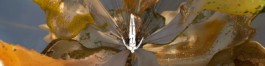 artwork SMS3D , super model services 3d , afterlife ibiza party season 2023 , anyma , tale of us , sunflower, houdini 3d